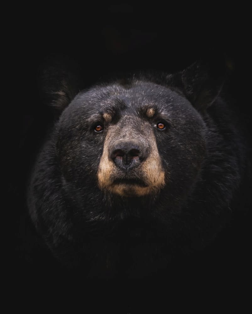 A bear looking sad